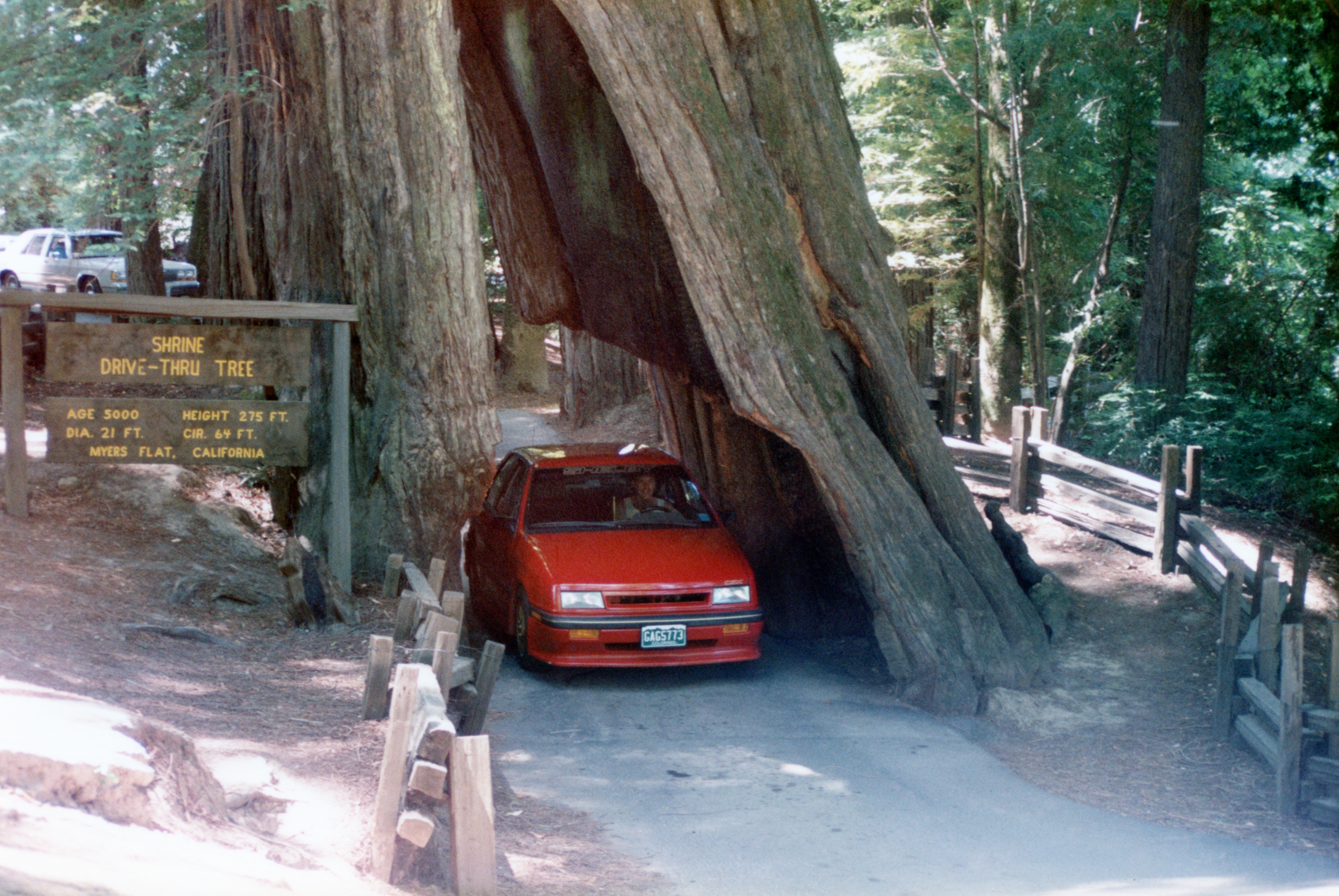 1989 Dodge Shadow CSX Giant Redwood Tree